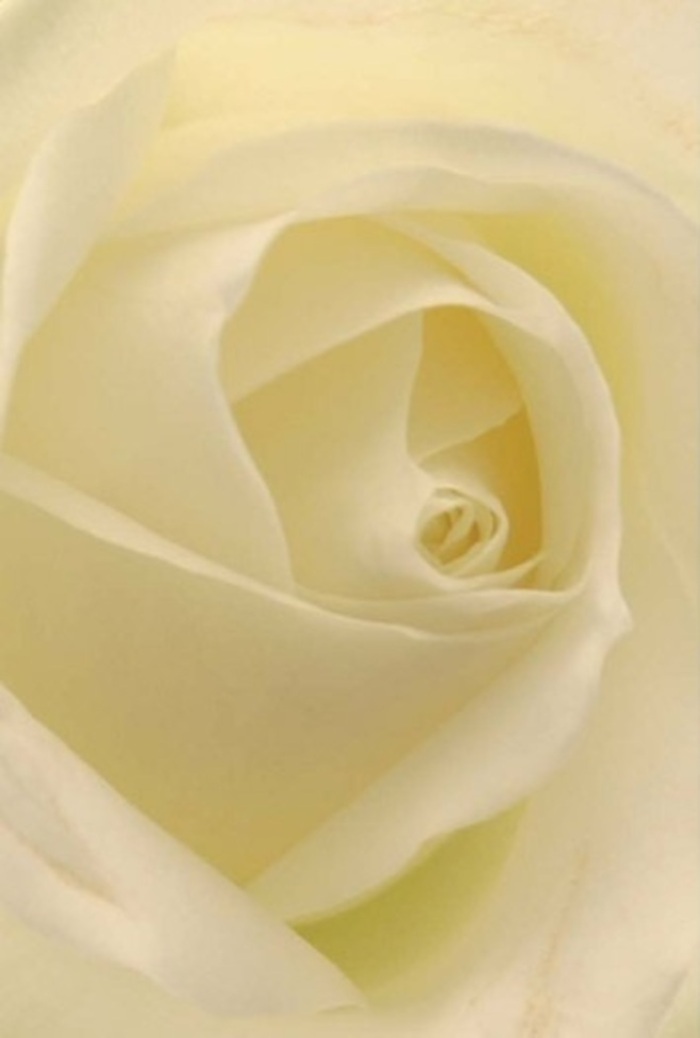 To behold this white rose up close is to witness the pure tranquility that seems to sweep through North Woolwich during early summer mornings. Every petal blends gentle hues of white and soft cream, layered with the effortless sophistication of a meticulously arranged bouquet as found at our studio near Albert Road. Light pours tenderly over the bloom, giving the impression it glows from within. The subtle scent that drifts from its heart evokes memories of fresh beginnings-perhaps a romantic stroll by Royal Docks or the peace of a quiet apology delivered with grace. The spiral core, nearly flawless in its execution, suggests enduring purity and refined resilience, timeless qualities cherished by neighbours throughout the area. Nuanced shadows and whispers of pale lemon color elevate this simple flower into an elegant centrepiece, perfect for a modern wedding, a meaningful remembrance, or a sincere thank-you offered by North Woolwich locals who care deeply for tradition and beauty.